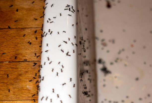Best Emergency Pest Control  in Sandoval, IL